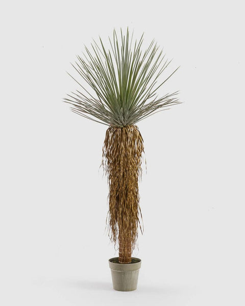 YUCCA artificielle MIMI CDM Paris