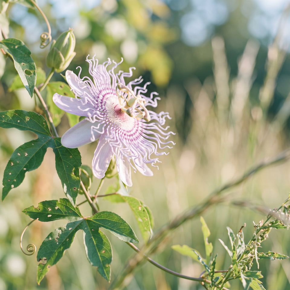 Passionsblume